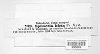 Sphaeria hirta image